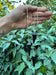 BLACK OBSIDIAN PENDULUM