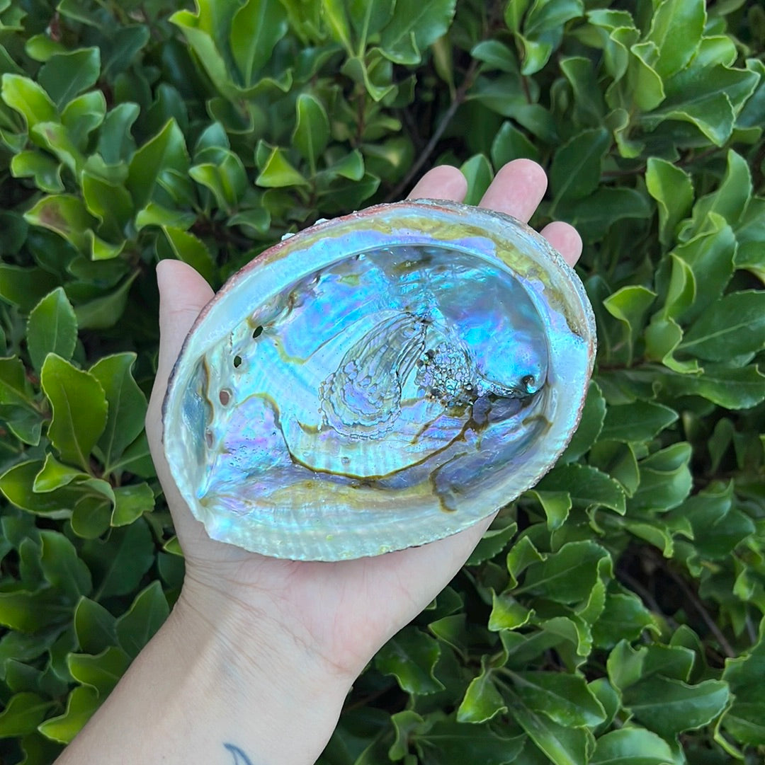 ABALONE SHELL SMUDGE BOWL