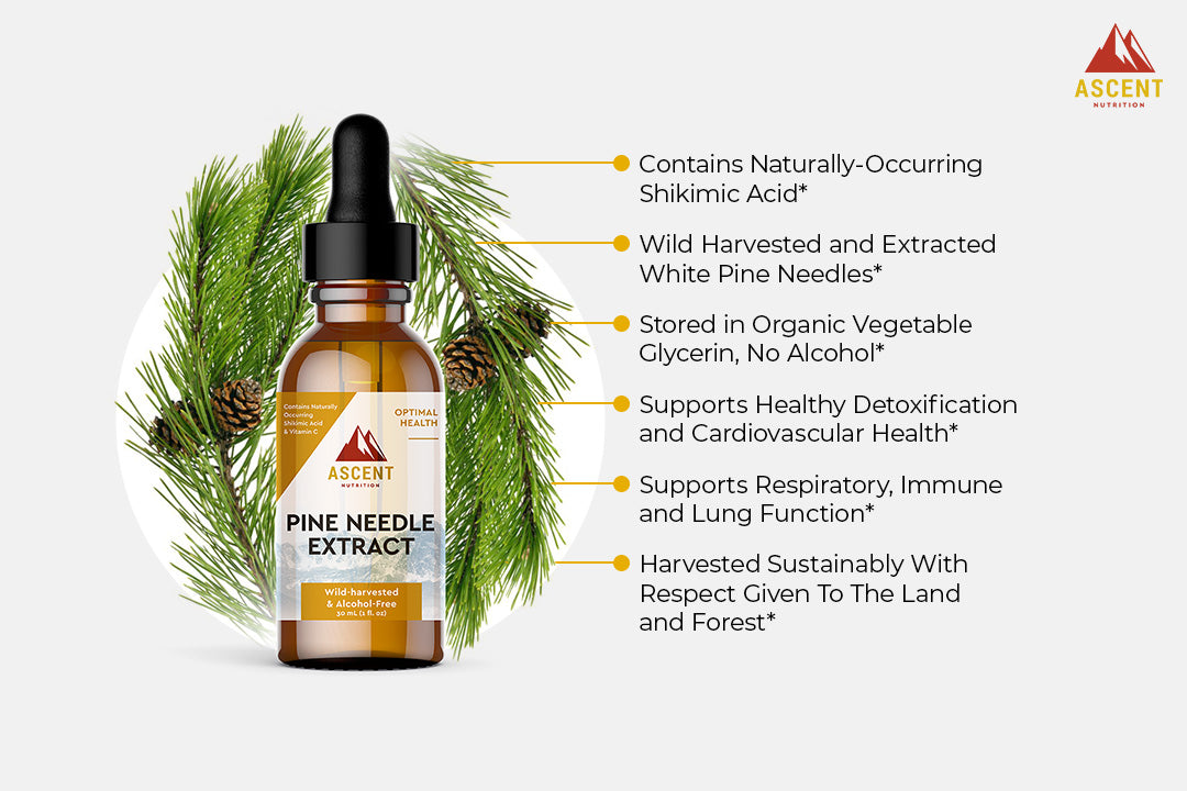 Pine Needle Extract, Pine Needle Tea Alternative, 30 ml Bottle by Ascent Nutrition