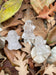 CRYSTAL GHOST CARVING