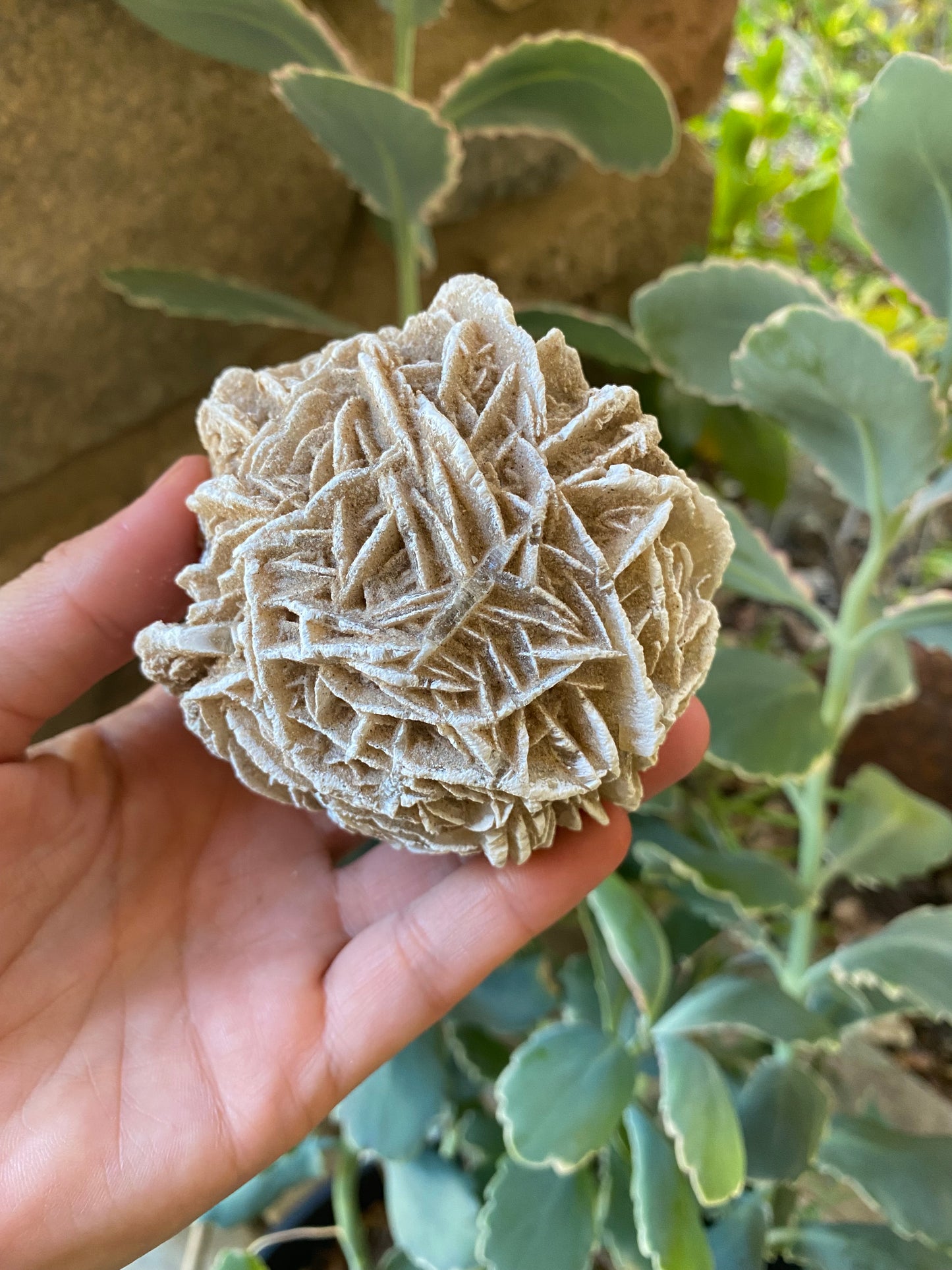 GYPSUM DESERT ROSE