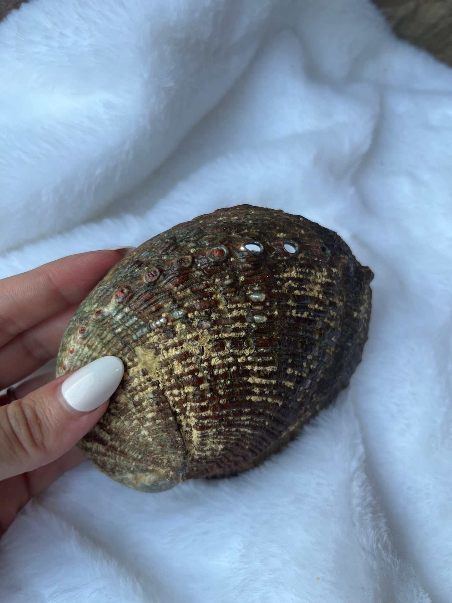 ABALONE SHELL SMUDGE BOWL